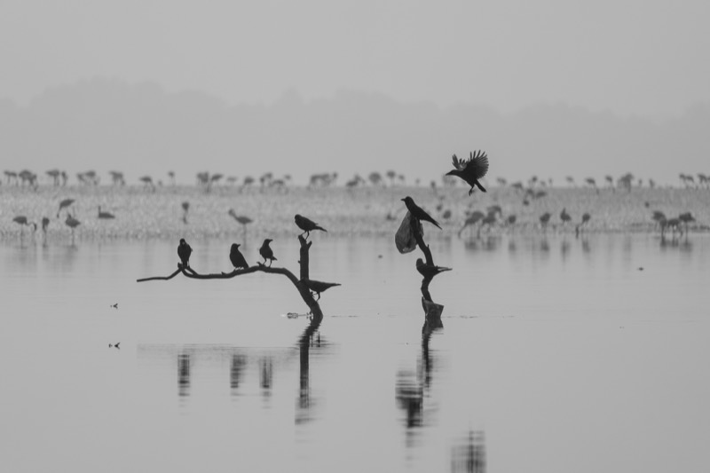 Photograph by Md Afridi Sk
